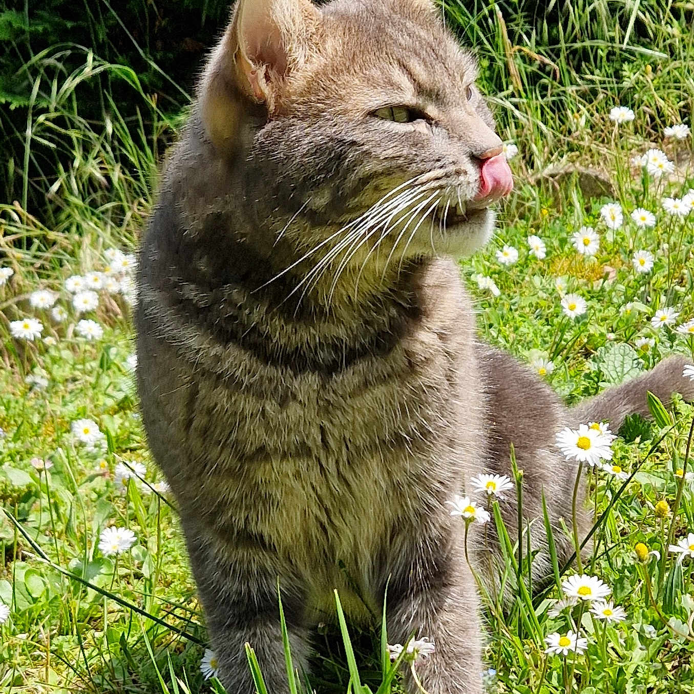 Filou participe au concours pour gagner de l'argent avec cette photo : animal, cat, cute, daisies, daylight, flora, flower, fur, grass, gray_tabby, greenery, mammal, nature, outdoor, pet, playful, sitting, sunlight, tongue, whiskers