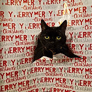 Bella is registered to the contest to win money with this photo: black_cat, cat, pet, animal, christmas_wrapping_paper, holiday, festive, yellow_eyes, curious, indoor, wooden_floor, tear, hole, peek, close_up, cute, playful, face, fur, whiskers