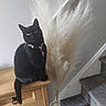 Bella is registered to the contest to win money with this photo: black_cat, cat, indoor, table, wooden_furniture, pampas_grass, vase, plant, staircase, carpet, pet, collar, animal, feline, domestic_cat, sitting, wall, houseplant, home_interior, decor