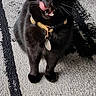 Bella is registered to the contest to win money with this photo: black_cat, cat, pet, animal, indoor, floor, collar, tongue_out, green_eyes, playful, fur, whiskers, carpet, pattern, cute, domestic_cat, sitting, looking_up, feline, closeup
