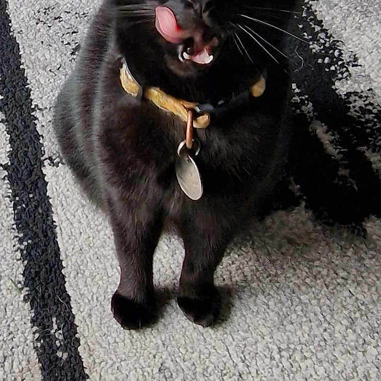 Bella is registered to the contest to win money with this photo: black_cat, cat, pet, animal, indoor, floor, collar, tongue_out, green_eyes, playful, fur, whiskers, carpet, pattern, cute, domestic_cat, sitting, looking_up, feline, closeup