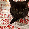 black_cat, cat, face, whiskers, ears, eyes, wrapping_paper, merry_christmas, holiday, festive, christmas, paper, tear, close_up, indoor, pet, cute, animal, curious, playful