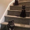 black_cat, pug, stairs, carpet, pet, animal, indoor, domestic_animal, sitting, looking_at_camera, collar, feline, canine, pets, house, wall, stairs_railing, three_animals, group, portrait