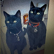 Sparkle'S joined the competition — help win amazing prizes! black_cat, cat, indoor, pets, collar, yellow_eyes, feline, two_cats, domestic_cat, sitting, table_surface, bottle, paper_towel, background, close_up, animal, pet_accessories, looking_up, pair, furry