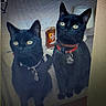 black_cat, cat, indoor, pets, collar, yellow_eyes, feline, two_cats, domestic_cat, sitting, table_surface, bottle, paper_towel, background, close_up, animal, pet_accessories, looking_up, pair, furry