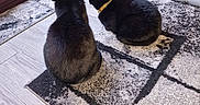 Sparkle'S is registered to the contest to win money with this photo: cat, black_cat, collar, indoor, rug, flooring, glass_door, pet_bed, furniture, home, animal, sitting, looking_outside, domestic_cat, two_cats, quiet, cozy, household, daylight, window