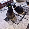 cat, black_cat, collar, indoor, rug, flooring, glass_door, pet_bed, furniture, home, animal, sitting, looking_outside, domestic_cat, two_cats, quiet, cozy, household, daylight, window