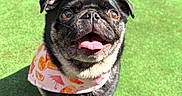 Dexter is registered to the contest to win money with this photo: dog, pug, pet, animal, outdoor, grass, bandana, happy, tongue_out, black_fur, small_dog, sunlight, cute, smiling, companion, summer, playful, closeup, adorable, canine