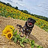 Dexter is registered to the contest to win money with this photo: dog, pug, sunflower, flower_field, straw, outdoor, nature, sky, cloud, greenery, pet, animal, happy, tongue_out, leash, harness, summer, daylight, rural, cute