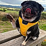 Dexter joined the competition — help win amazing prizes! dog, pug, yellow_harness, outdoor, bench, paw_raised, tongue_out, black_dog, pet, scenic, countryside, grass, hill, cloudy_sky, wood, animal, cute, playful, sitting, friendly