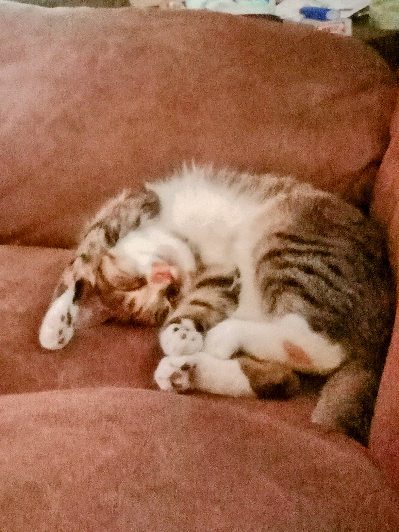 Hazel joined the competition — help win amazing prizes! carnivore, cat, claw, cloud, comfort, domestic_short_haired_cat, felidae, flooring, fur, mammal, paw, small_to_medium_sized_cats, tail, vertebrate, whiskers, wood