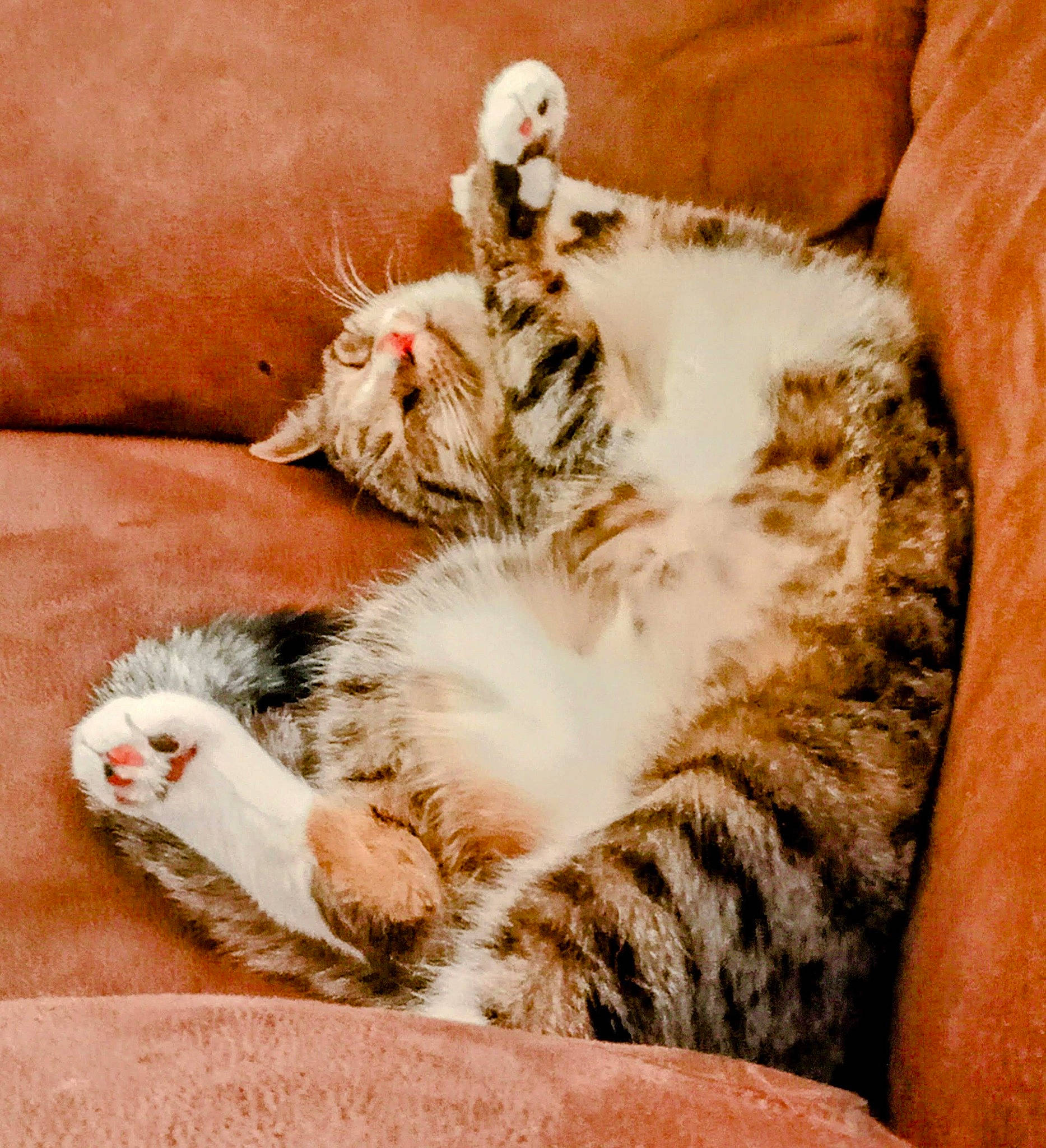 Hazel is registered to the contest to win money with this photo: carnivore, cat, claw, comfort, couch, domestic_short_haired_cat, fawn, felidae, foot, fur, nap, paw, sitting, sleep, small_to_medium_sized_cats, snout, tail, whiskers, wildlife, wood
