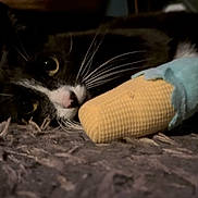 Lefty is registered to the contest to win money with this photo: cat, black_and_white, toy, carpet, indoor, pet, animal, whiskers, lying_down, close_up, fur, playful, cute, domestic, resting, soft_toy, floor, eyes, head, paws