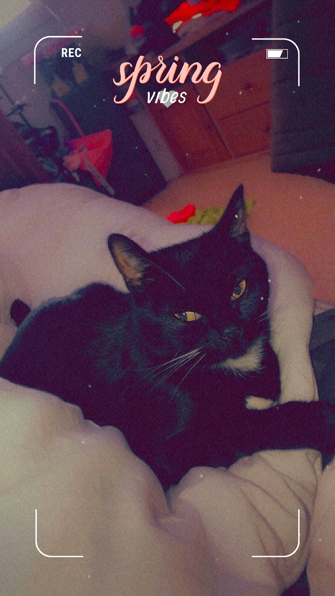 Bagheera participe au concours pour gagner de l'argent avec cette photo : bed, black_cat, carnivore, cat, comfort, domestic_short_haired_cat, felidae, font, fur, lap, linens, room, sitting, small_to_medium_sized_cats, snout, square, t_shirt, tail, thigh, whiskers