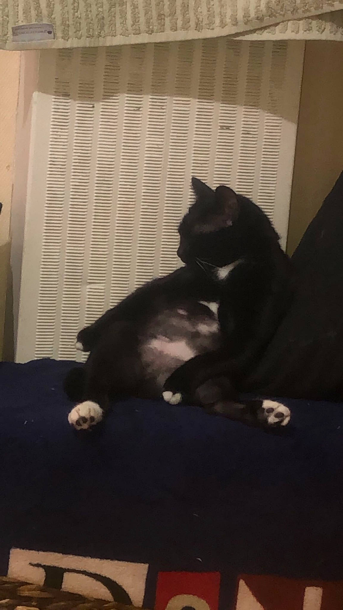 Bagheera a rejoint le concours — aidez-le/la à gagner de superbes lots ! black_cat, canidae, cat, comfort, darkness, domestic_short_haired_cat, felidae, flooring, fur, mammal, room, shadow, small_to_medium_sized_cats, tail, terrestrial_animal, tints_and_shades, vertebrate, whiskers, window, wood