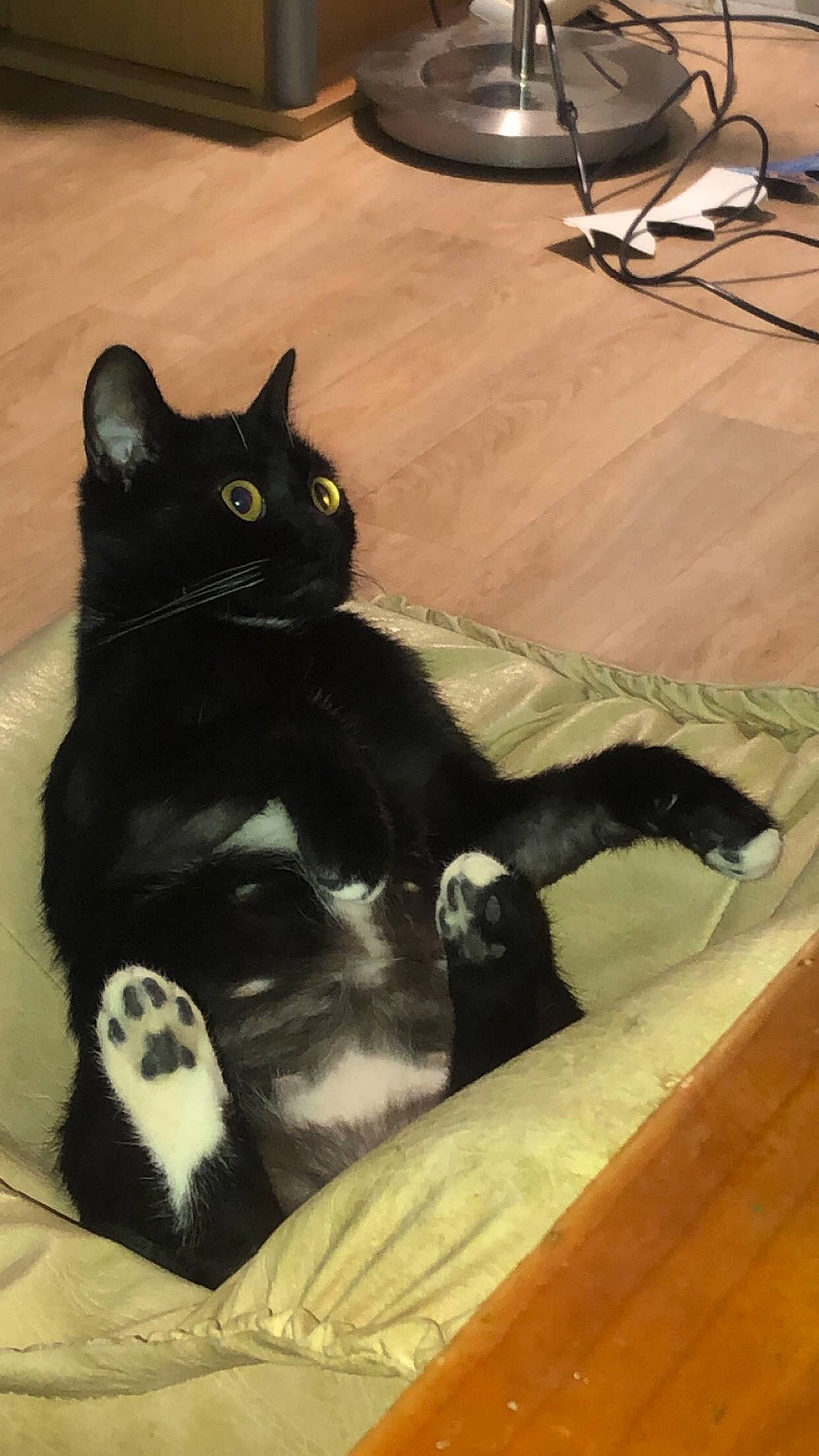 Bagheera a rejoint le concours — aidez-le/la à gagner de superbes lots ! black_cat, bombay, carnivore, cat, claw, comfort, domestic_short_haired_cat, felidae, floor, flooring, fur, hardwood, paw, sitting, small_to_medium_sized_cats, snout, tail, terrestrial_animal, whiskers, wood