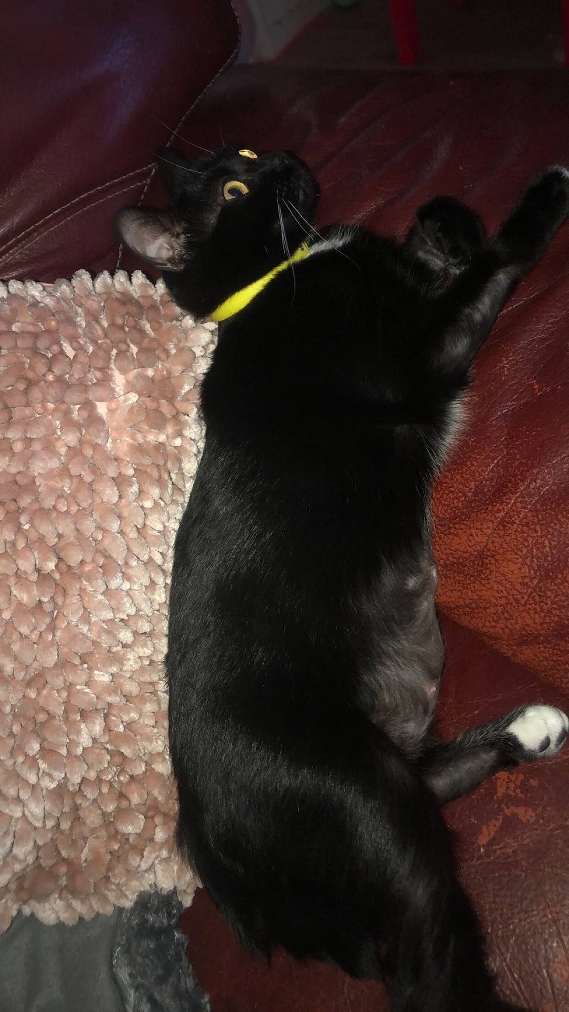 Bagheera a rejoint le concours — aidez-le/la à gagner de superbes lots ! black_cat, borador, carnivore, claw, collar, comfort, companion_dog, dog_breed, dog_collar, felidae, flooring, fur, paw, shadow, small_to_medium_sized_cats, snout, tail, terrestrial_animal, whiskers, working_animal