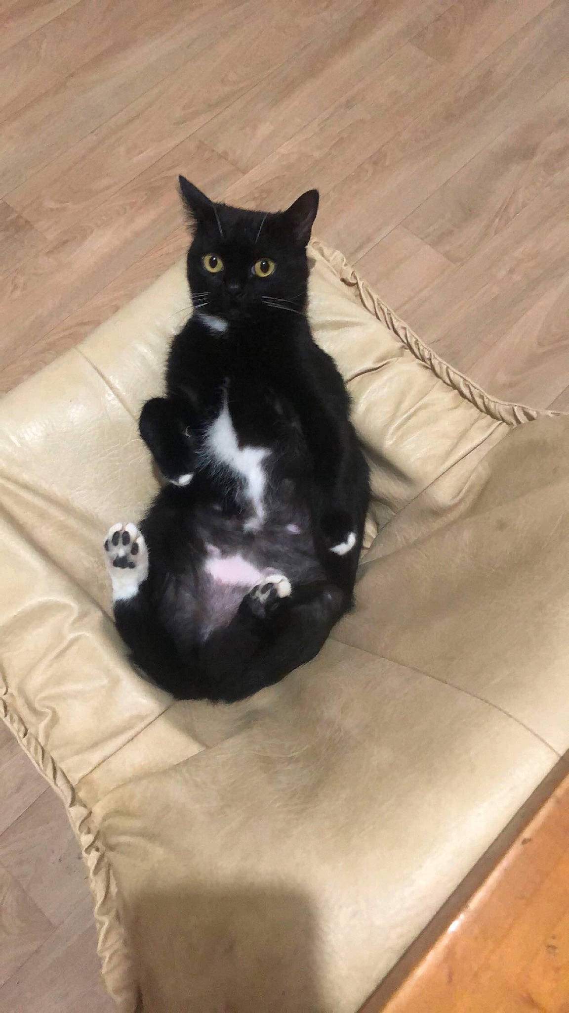 Bagheera participe au concours pour gagner de l'argent avec cette photo : black_cat, canidae, carnivore, cat, comfort, dog_breed, domestic_short_haired_cat, felidae, floor, flooring, fur, grey, hardwood, paw, small_to_medium_sized_cats, snout, sporting_group, tail, whiskers, wood