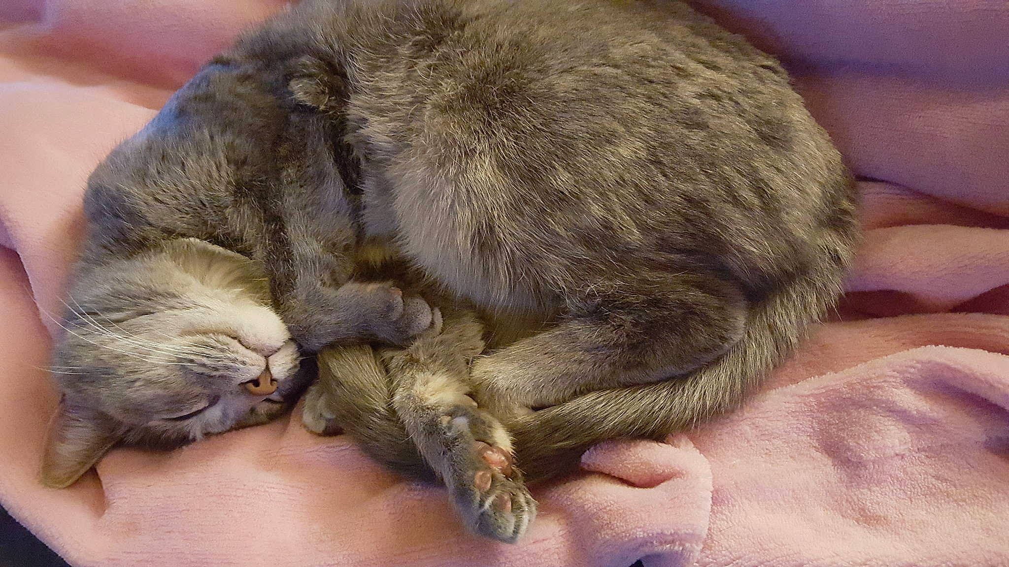 Nickel is registered to the contest to win money with this photo: