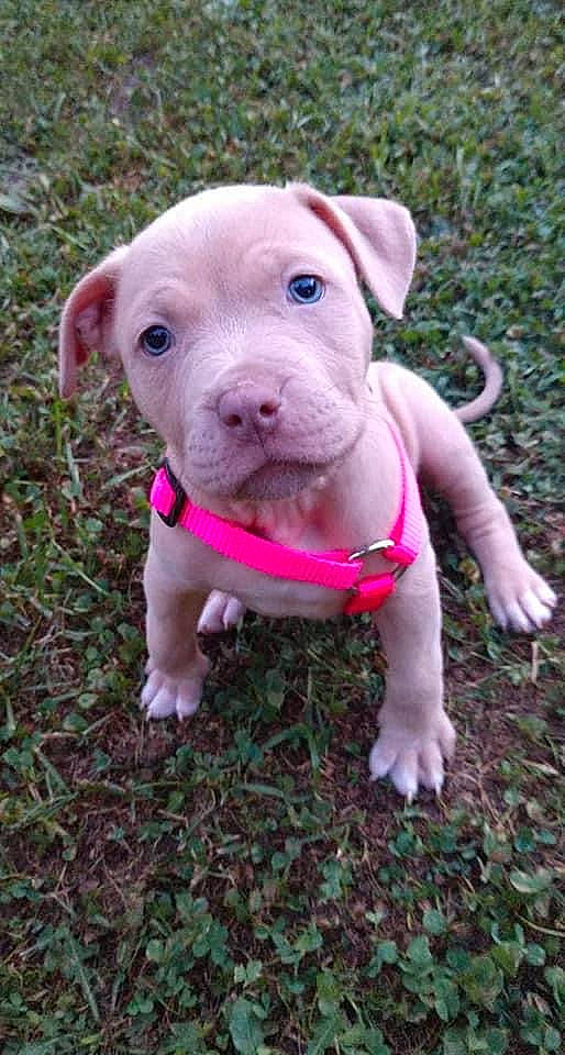 Aija is registered to the contest to win money with this photo: canidae, carnivore, collar, companion_dog, dog, dog_breed, domestic_pig, fashion_accessory, fawn, grass, liver, livestock, pet_supply, pink, snout, sporting_group, suidae, terrestrial_animal, toy, working_animal