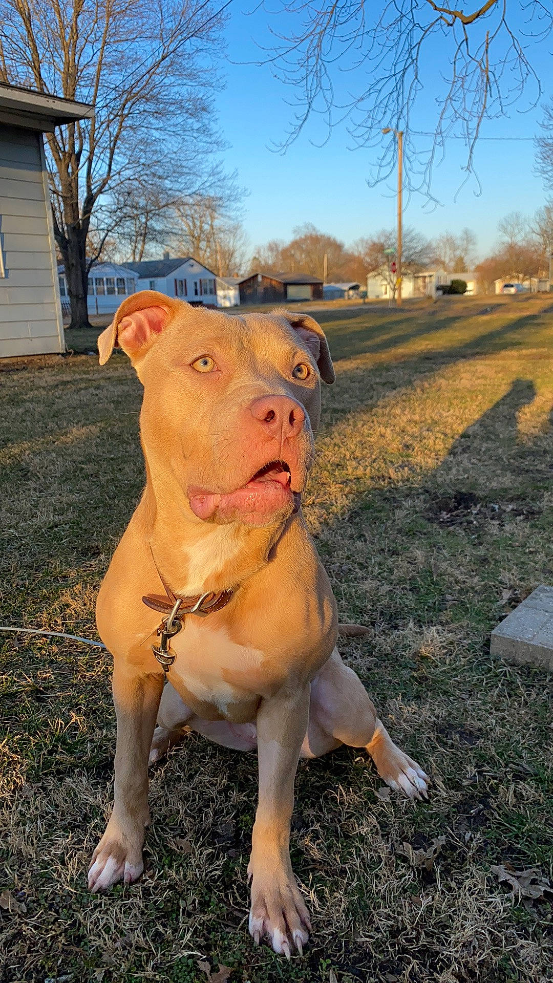 Aija is registered to the contest to win money with this photo: canidae, carnivore, collar, companion_dog, dog, dog_breed, fawn, grass, grassland, landscape, plant, sky, snout, sporting_group, terrestrial_animal, tree, vertebrate, window, working_animal, working_dog