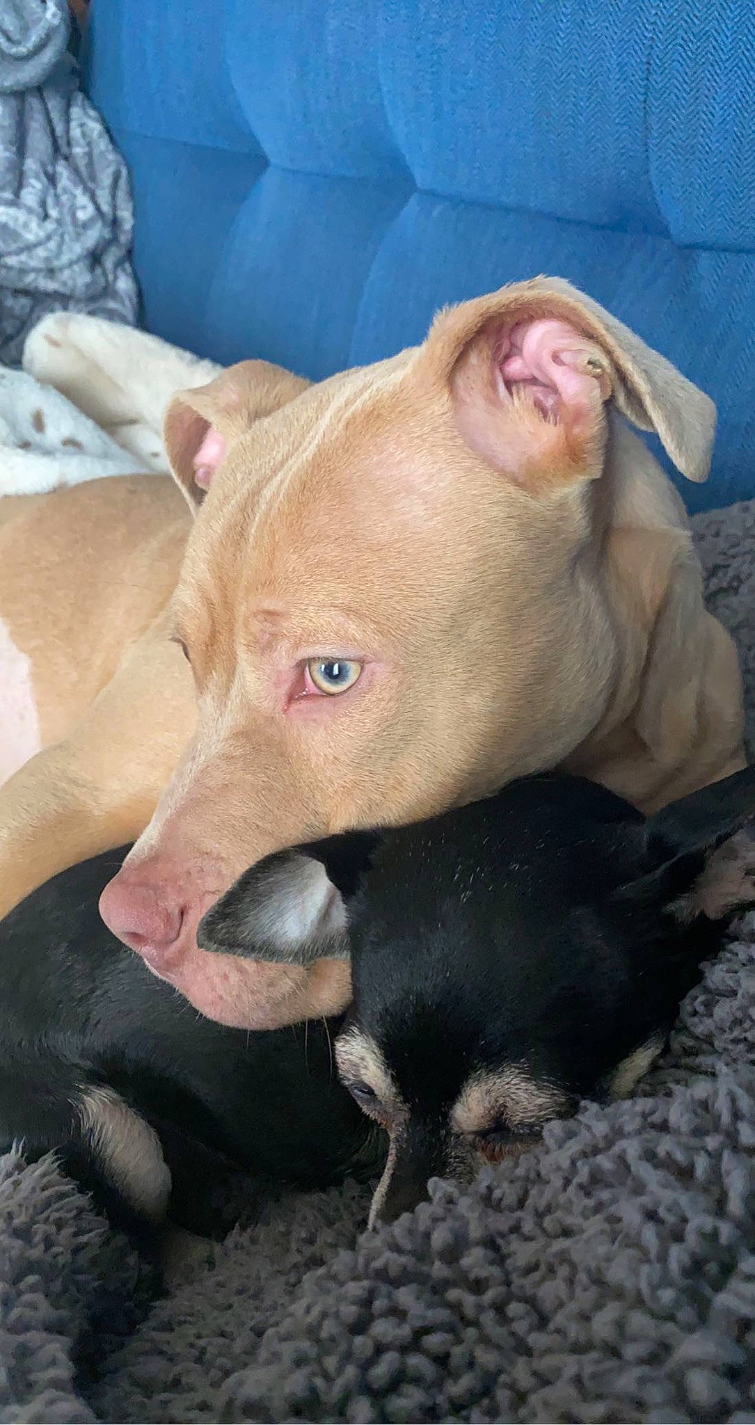 Aija is registered to the contest to win money with this photo: canidae, carnivore, companion_dog, dog, dog_breed, domestic_pig, ear, eye, fawn, flesh, jaw, livestock, neck, snout, sporting_group, suidae, terrestrial_animal, whiskers, working_animal, wrinkle