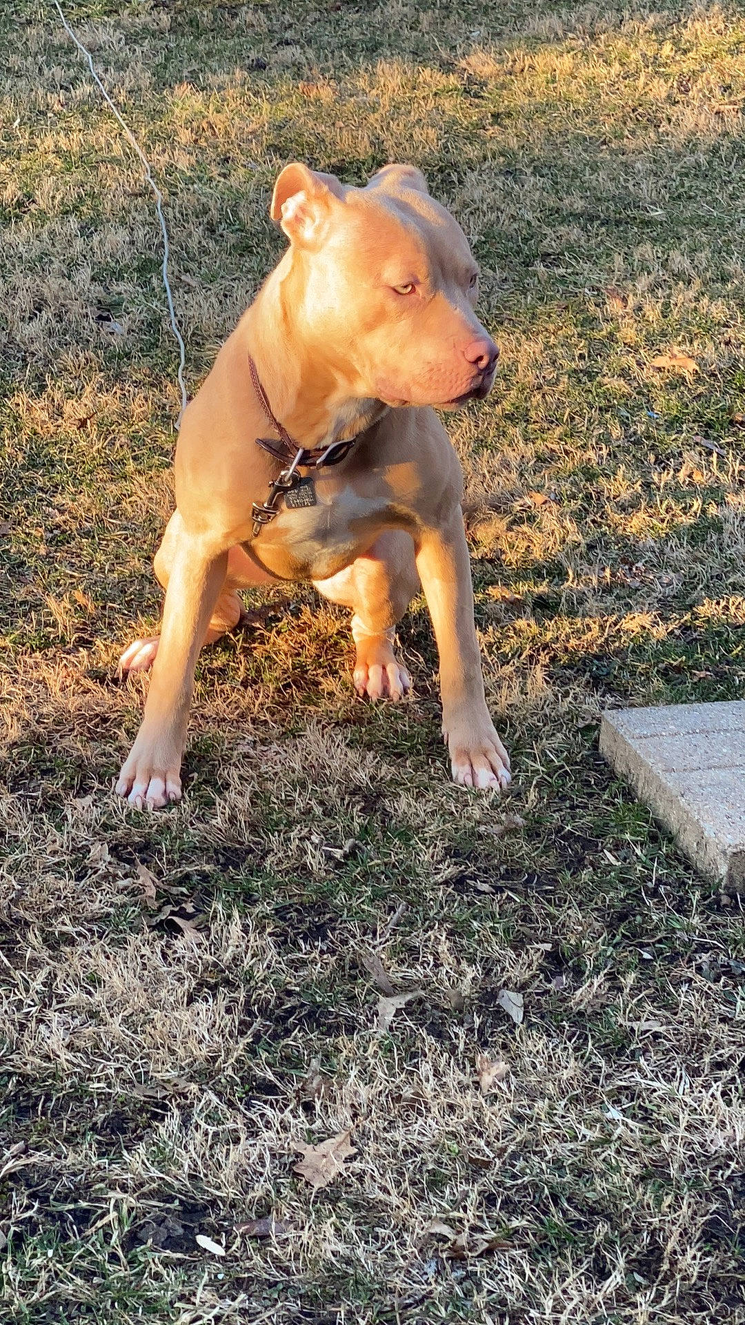 Aija is registered to the contest to win money with this photo: canidae, carnivore, companion_dog, dog, dog_breed, fawn, grass, hunting_dog, non_sporting_group, paw, plant, shadow, snout, soil, sporting_group, tail, terrestrial_animal, working_animal, working_dog