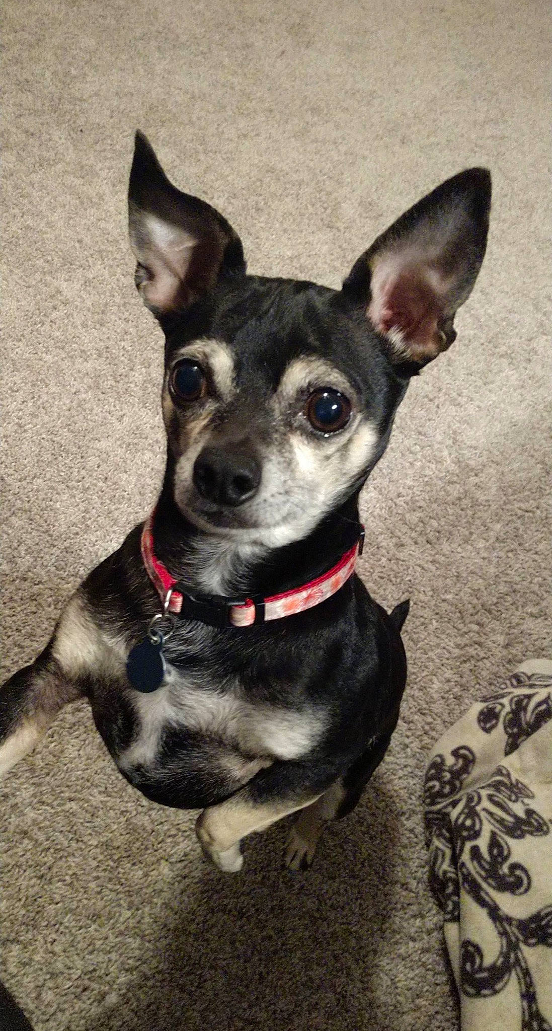 Chico joined the competition — help win amazing prizes! canidae, carnivore, chihuahua, collar, companion_dog, corgi_chihuahua, dog, dog_breed, dog_collar, dog_supply, ear, fawn, fur, leash, russkiy_toy, snout, sporting_group, toy_dog, whiskers, working_animal