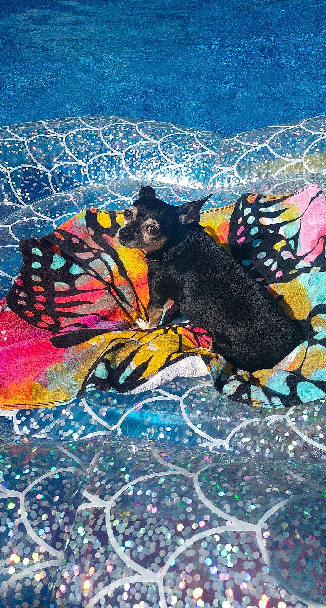 Chico joined the competition — help win amazing prizes! art, art_paint, arthropod, azure, butterfly, carnivore, drawing, felidae, fictional_character, graffiti, illustration, organism, paint, painting, pattern, pollinator, small_to_medium_sized_cats, tail, tints_and_shades, visual_arts