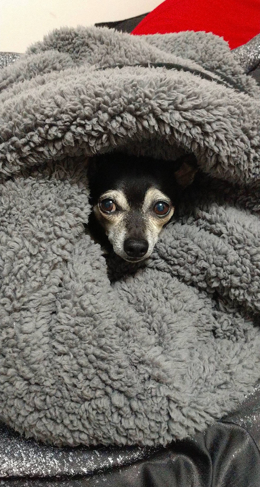 Chico is registered to the contest to win money with this photo: canidae, cap, carnivore, claw, close_up, dog, dog_breed, fawn, fur, grey, linens, mongoose, procyonidae, snout, sporting_group, terrestrial_animal, whiskers, wildlife, wood, woven_fabric