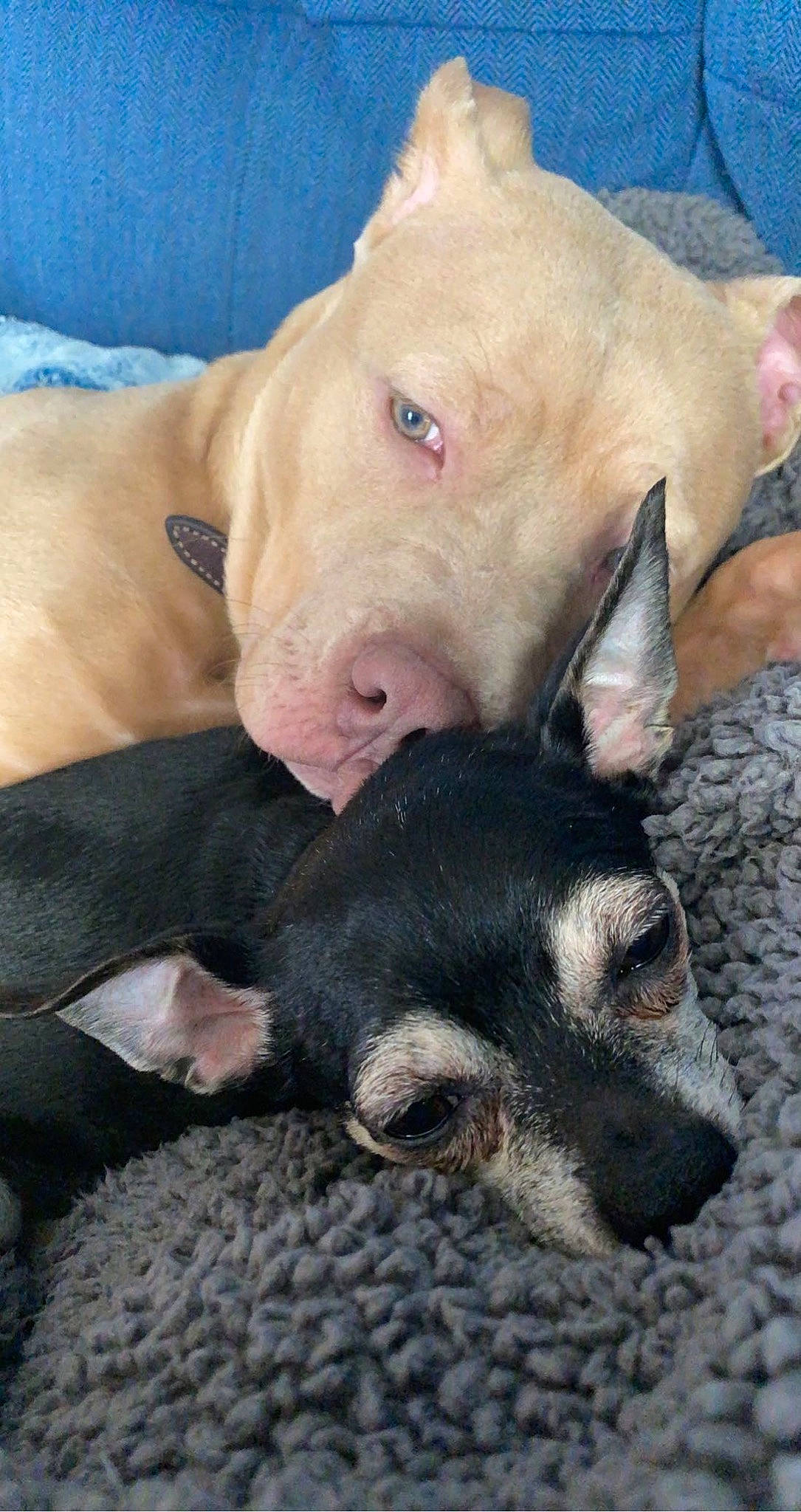 Chico is registered to the contest to win money with this photo: canidae, carnivore, comfort, companion_dog, dog, dog_breed, ear, eye, fawn, fur, non_sporting_group, paw, snout, sporting_group, suidae, terrestrial_animal, toy_dog, whiskers, working_animal