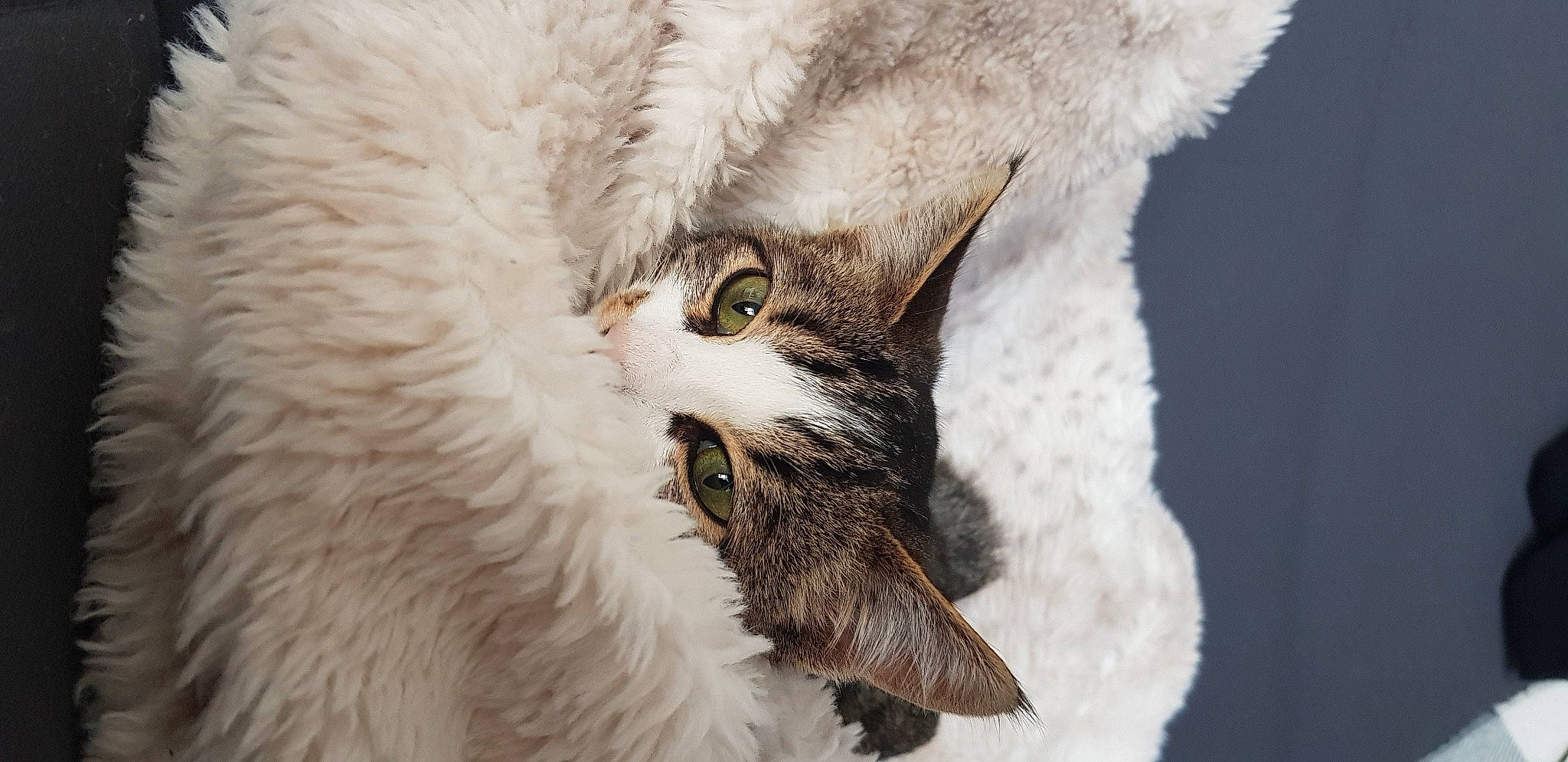 Hiya participe au concours pour gagner de l'argent avec cette photo : carnivore, cat, close_up, eye, felidae, fur, macro_photography, small_to_medium_sized_cats, snout, whiskers, wildlife