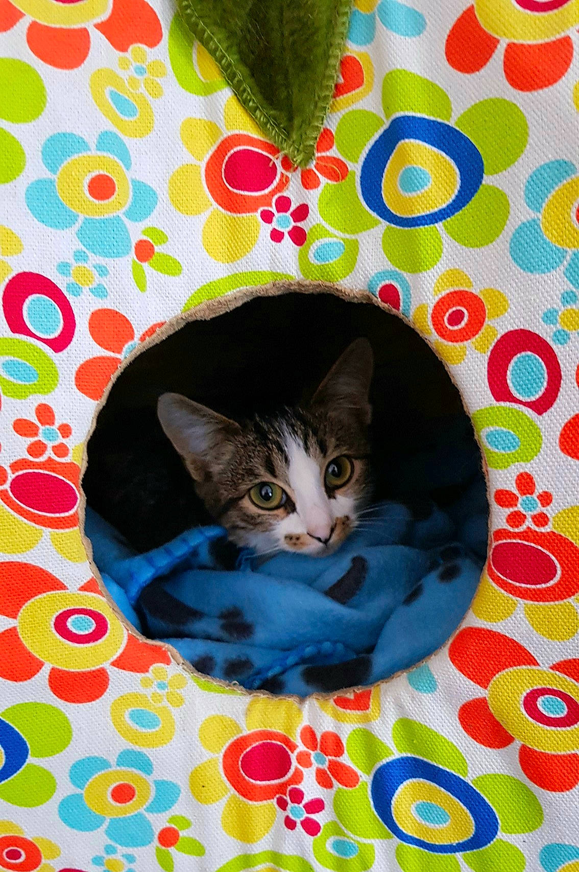 Hiya a rejoint le concours — aidez-le/la à gagner de superbes lots ! asian, carnivore, cat, domestic_short_haired_cat, european_shorthair, felidae, fur, kitten, linens, pattern, small_to_medium_sized_cats, tabby_cat, textile, whiskers