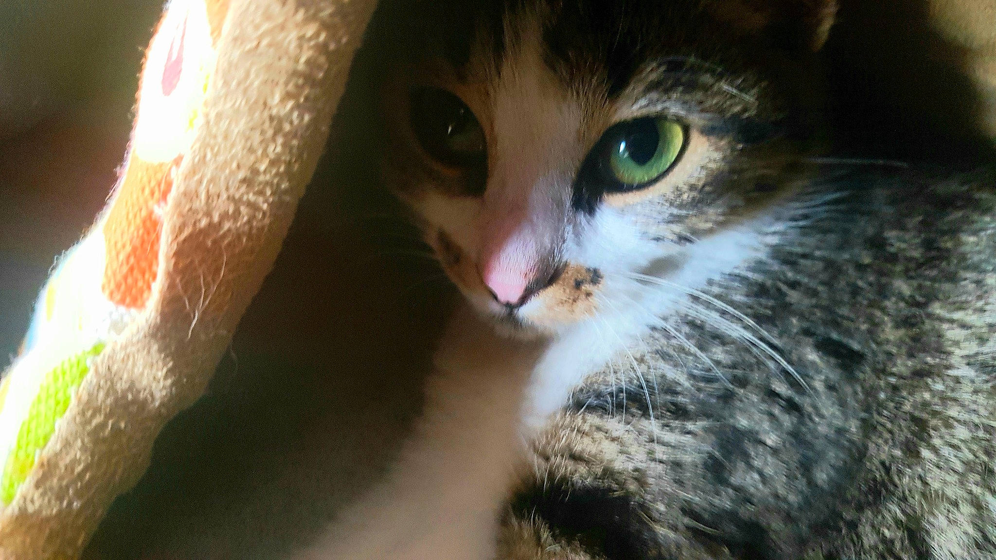 Hiya a rejoint le concours — aidez-le/la à gagner de superbes lots ! aegean_cat, american_curl, american_wirehair, carnivore, cat, close_up, domestic_short_haired_cat, european_shorthair, eye, felidae, fur, kitten, norwegian_forest_cat, nose, siberian, small_to_medium_sized_cats, snout, tabby_cat, whiskers