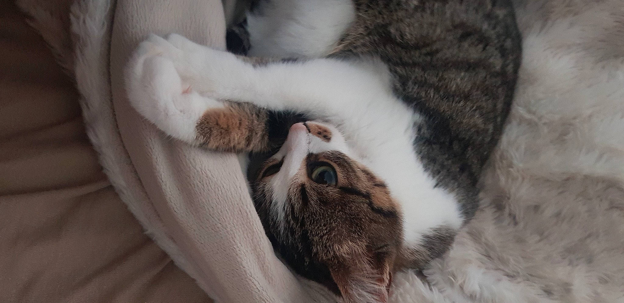 Hiya a rejoint le concours — aidez-le/la à gagner de superbes lots ! aegean_cat, american_shorthair, american_wirehair, carnivore, cat, claw, domestic_short_haired_cat, ear, european_shorthair, felidae, fur, kitten, nap, paw, polydactyl_cat, small_to_medium_sized_cats, snout, tail, whiskers