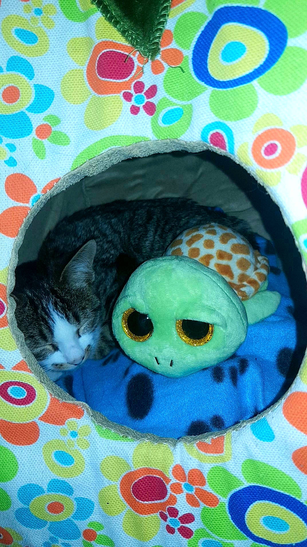 Hiya a rejoint le concours — aidez-le/la à gagner de superbes lots ! art, reptile, tortoise, turtle