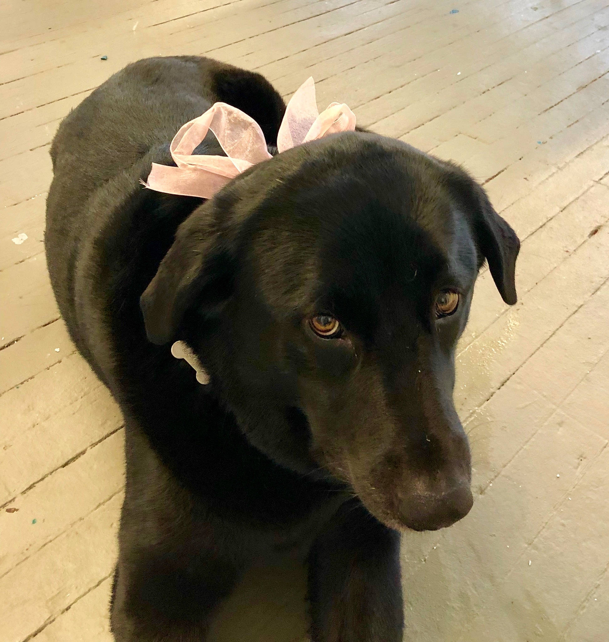 Skylar joined the competition — help win amazing prizes! beagador, blue_lacy, borador, canidae, carnivore, dog, dog_breed, eurohound, hunting_dog, labrador_retriever, mammal, potcake_dog, retriever, snout, sporting_group, street_dog, vertebrate