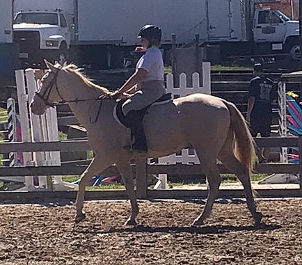 Handy joined the competition — help win amazing prizes! animal_sports, bridle, dressage, english_pleasure, english_riding, equestrian, equestrianism, halter, horse, horse_supplies, horse_tack, hunt_seat, mammal, mare, outdoor_recreation, recreation, rein, saddle, stallion, vertebrate