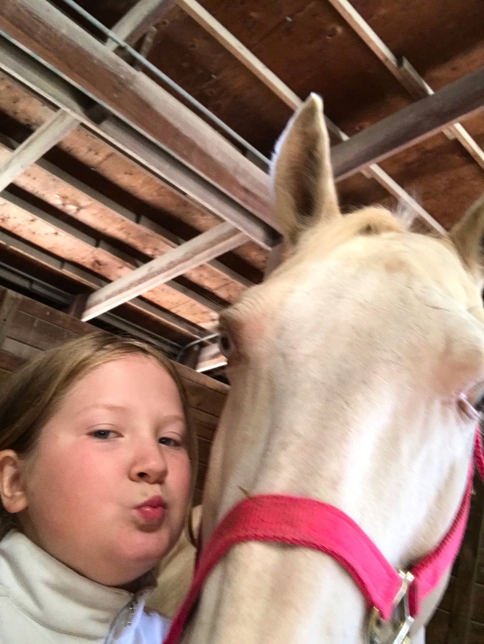 Handy joined the competition — help win amazing prizes! bridle, child, ear, fawn, halter, horse, horse_harness, horse_tack, livestock, mane, pack_animal, rein, snout