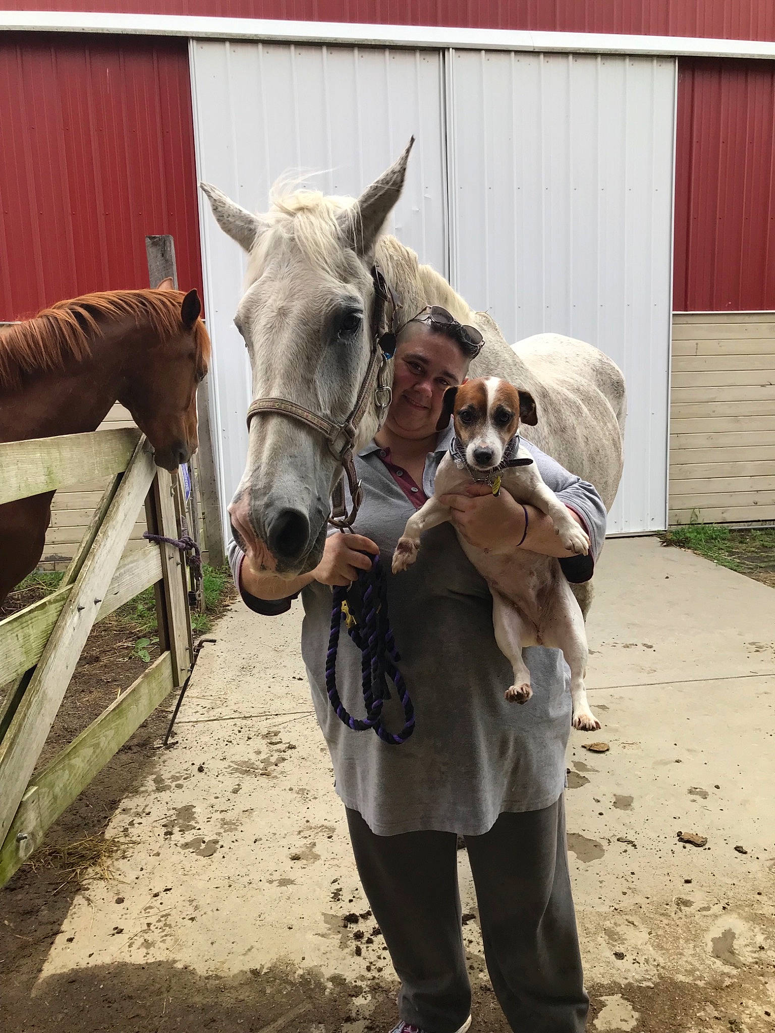 Sun Beam joined the competition — help win amazing prizes! bridle, burro, horse, horse_grooming, horse_supplies, horse_tack, horse_trainer, livestock, mammal, mane, mare, pack_animal, pony, riding_instructor, snout, stable, stallion, working_animal