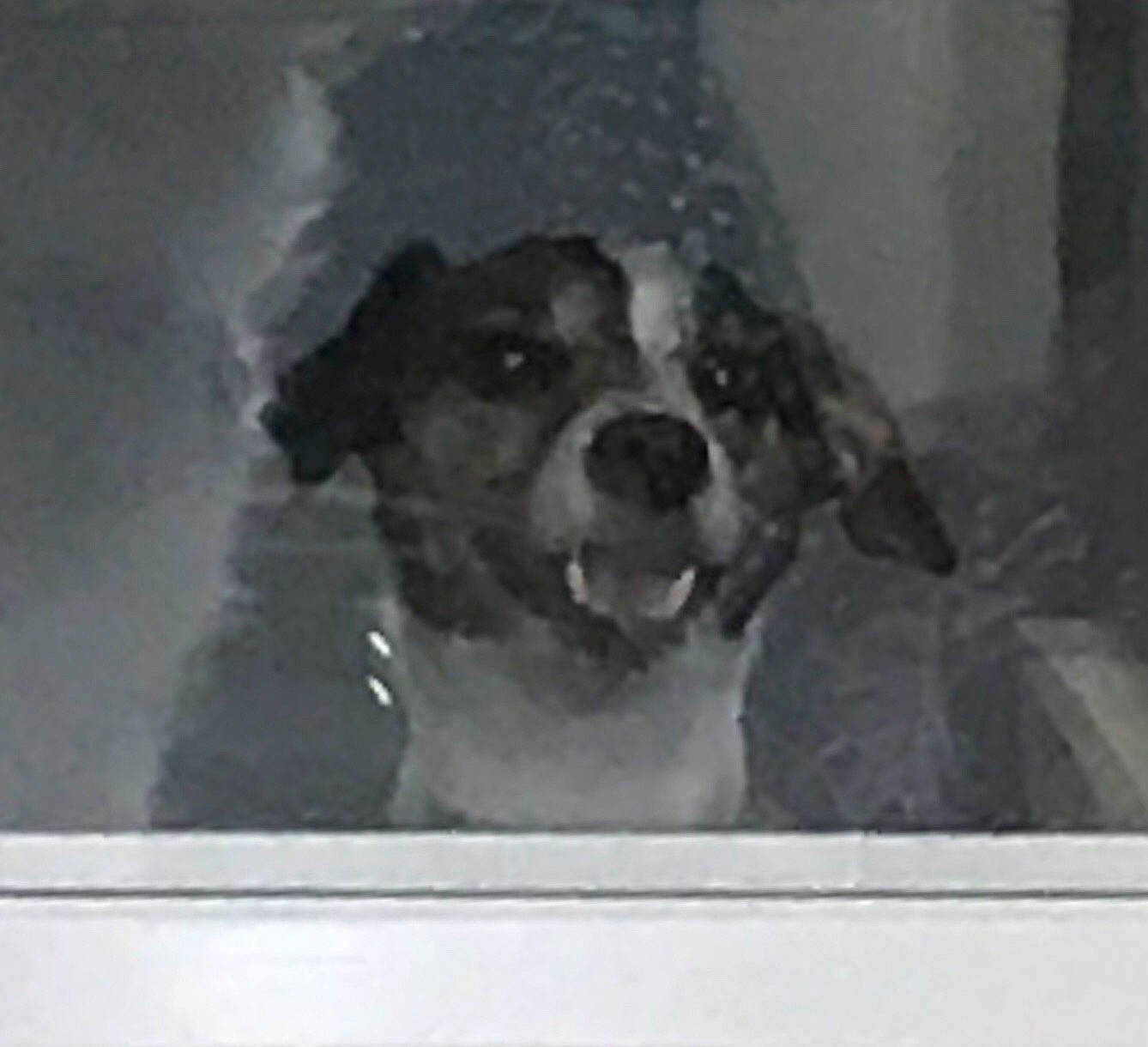 Sun Beam is registered to the contest to win money with this photo: american_pit_bull_terrier, canidae, carnivore, dog, dog_breed, nose, snout, working_dog