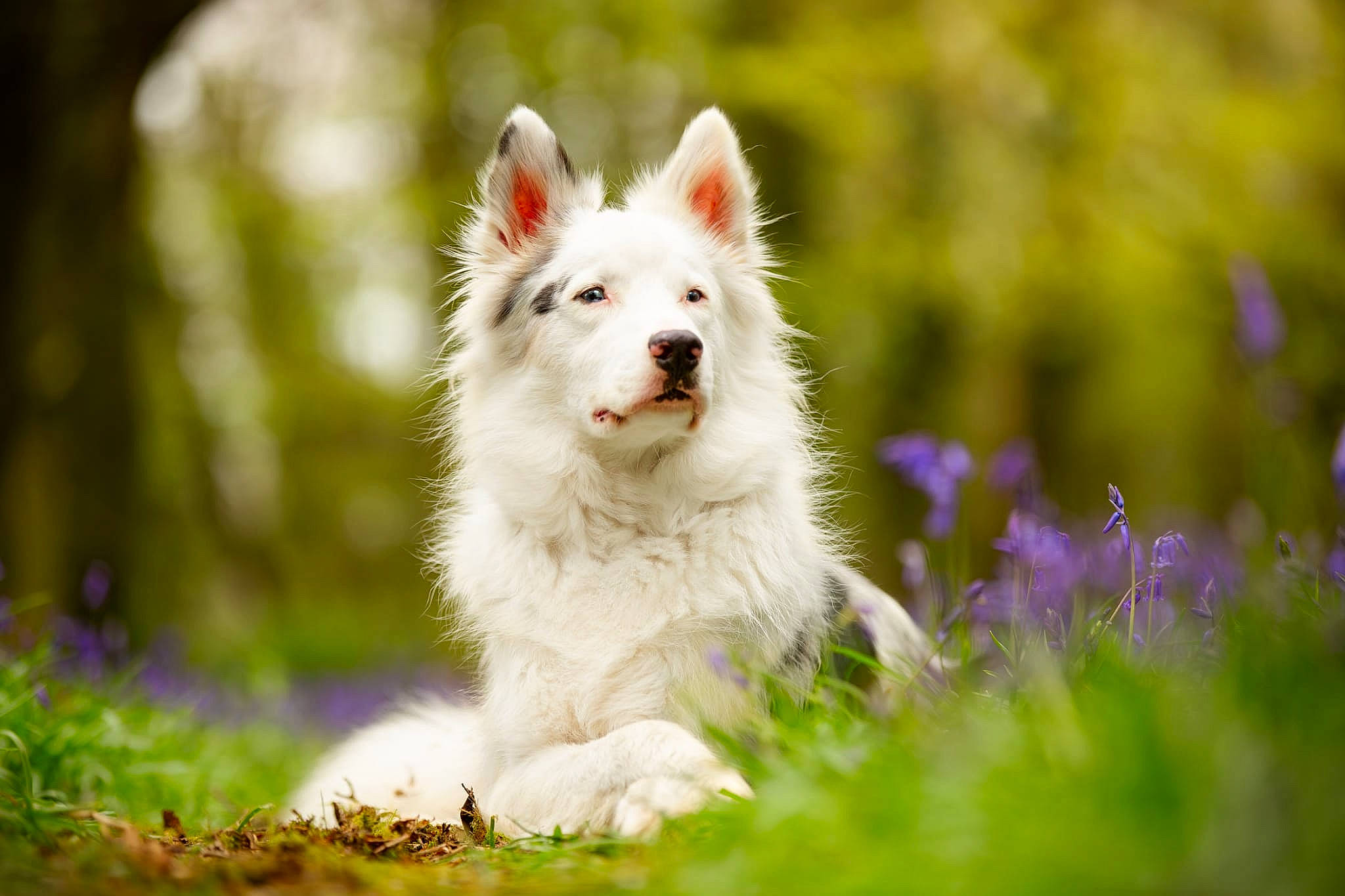 Merlin participe au concours pour gagner de l'argent avec cette photo : art, canidae, carnivore, companion_dog, dog, dog_breed, fur, grass, happy, natural_landscape, plant, snout, sporting_group, terrestrial_animal, tree, whiskers, wildlife, working_dog