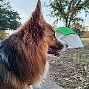 Morty is registered to the contest to win money with this photo: animal, brown, camping, daylight, dog, ears, fluffy, grass, leaves, muzzle, nature, outdoor, park, pet, profile, side_view, sky, tent, trees, white