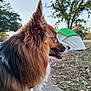 animal, brown, camping, daylight, dog, ears, fluffy, grass, leaves, muzzle, nature, outdoor, park, pet, profile, side_view, sky, tent, trees, white