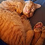 animal, cat, content, cozy, curled_up, cute, feline, fur, indoor, nap, orange_tabby, paws, peaceful, pet, relaxation, resting, sleeping, soft_surface, tail, whiskers