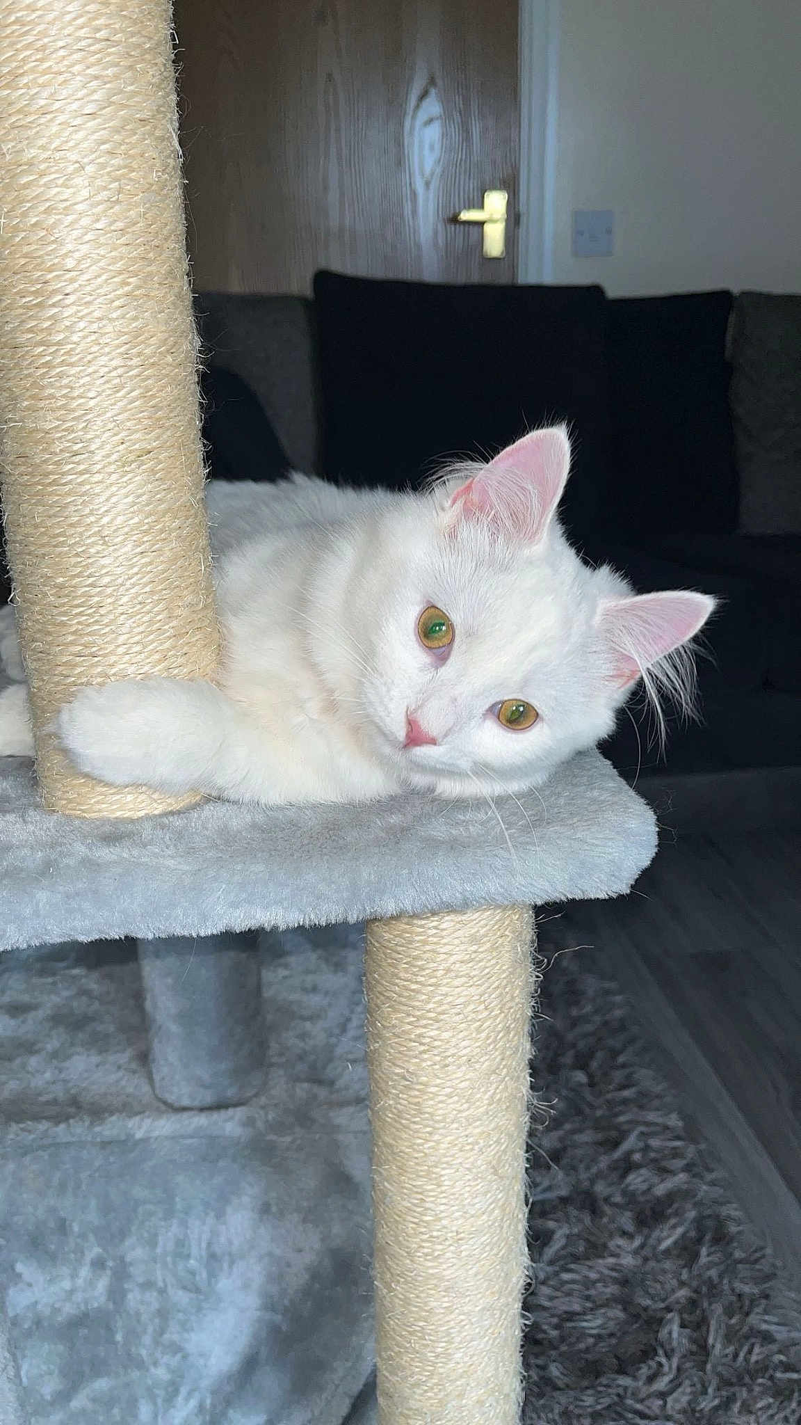 Isabella