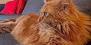 Roucky a rejoint le concours — aidez-le/la à gagner de superbes lots ! cat, orange_cat, fluffy, pet, indoor, couch, furniture, red_cushions, relaxed, side_view, whiskers, fur, domestic_cat, animal, cozy, resting, mammal, living_room, home, portrait