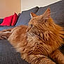 cat, orange_cat, fluffy, pet, indoor, couch, furniture, red_cushions, relaxed, side_view, whiskers, fur, domestic_cat, animal, cozy, resting, mammal, living_room, home, portrait