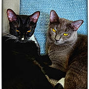 Beans Bubba-Mei is registered to the contest to win money with this photo: cat, black_cat, gray_cat, pets, feline, yellow_eyes, whiskers, close_up, indoor, cozy, snuggling, fur, animal, two_animals, relaxing, texture, couch, blue_background, beige_background, companion