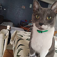 Whisky participe au concours pour gagner de l'argent avec cette photo : animal, cat, chair, close_up, collar, couch, domestic_cat, ears, eyes, furniture, gray_cat, indoor, leaf_pattern, pet, room, table, tablecloth, wall, whiskers, white_cat